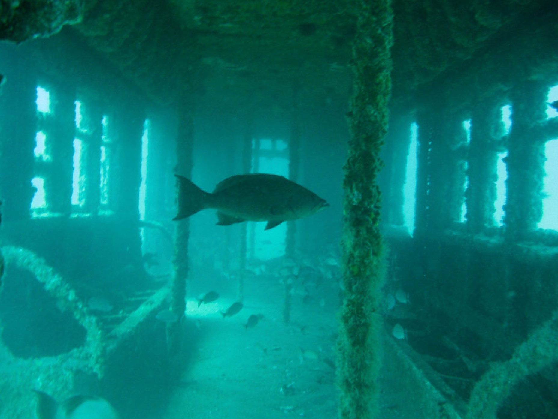 Artificial Reefs Create Homes for Sea Life in South Carolina